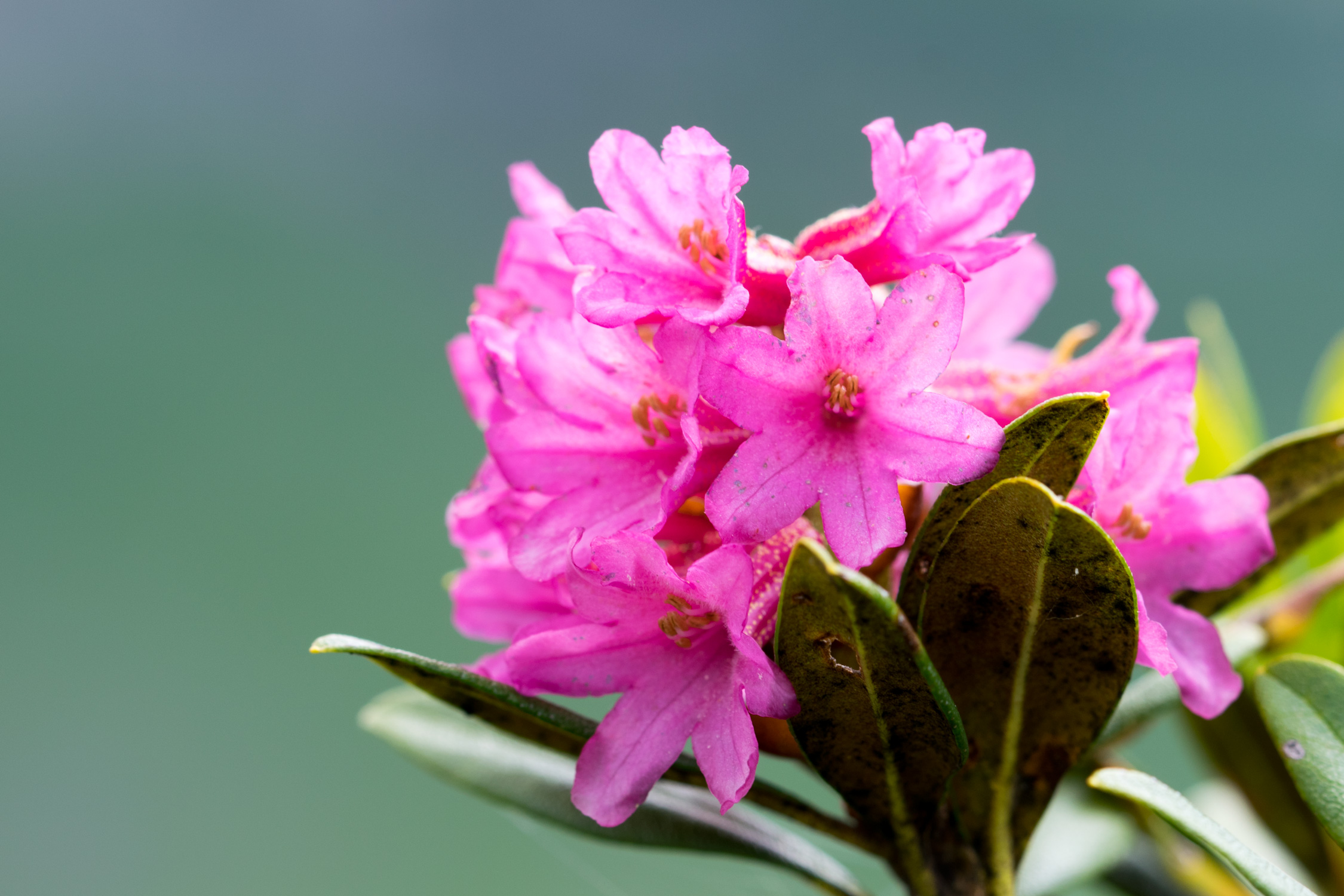 Alpenrose